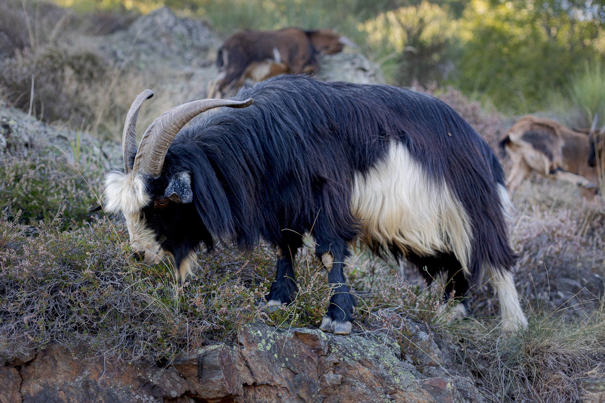 Cabra con cuernos en el bosque de Carlac