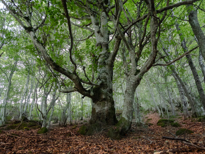 El bosque de Carlac