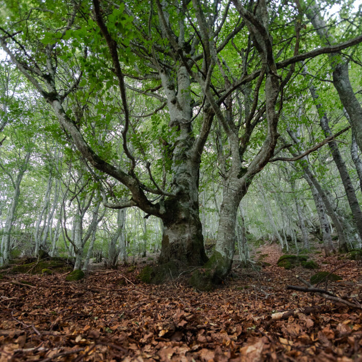 El bosque de Carlac